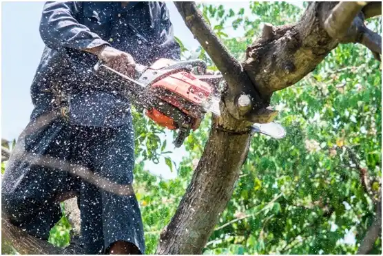 tree services Mosinee